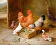unknow artist Poultry 093 oil painting picture wholesale